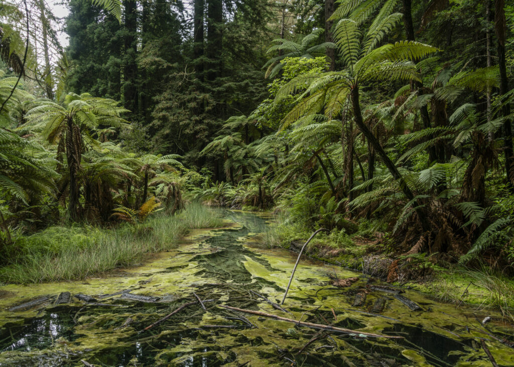 Whakarewarewa, new zealand phototography print by Niek de Greef