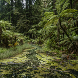 Whakarewarewa, new zealand phototography print by Niek de Greef