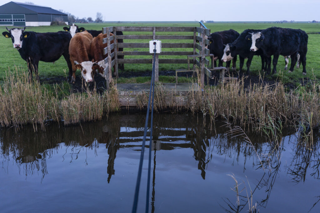 Nieuwsgierige koeien in de wei bij een handmatige pont over het water bij Oosthuizen, noord-holland