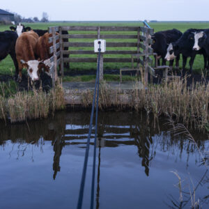 Nieuwsgierige koeien in de wei bij een handmatige pont over het water