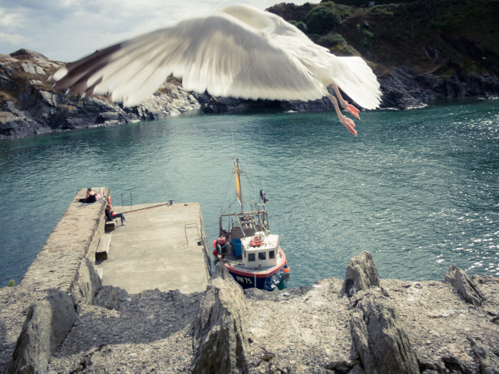 Polperro Cornwall haven met zeemeeuw die opvliegt - Fotografie poster A2 door Niek de Greef