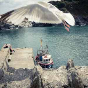 Polperro Cornwall harbor fine art landscape seagull flying wall