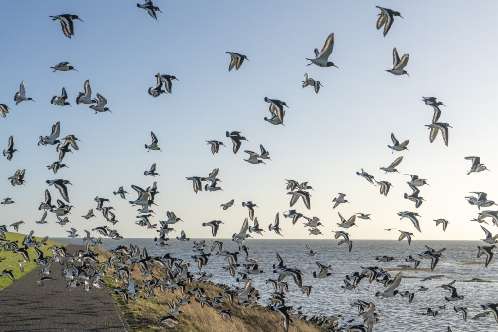 Opvliegende zwerm scholelksters bij Stripe, Terschelling - Fotografie poster A2 door Niek de Greef